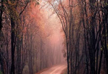 摩纳哥队长年底退役,谢幕告别舞台